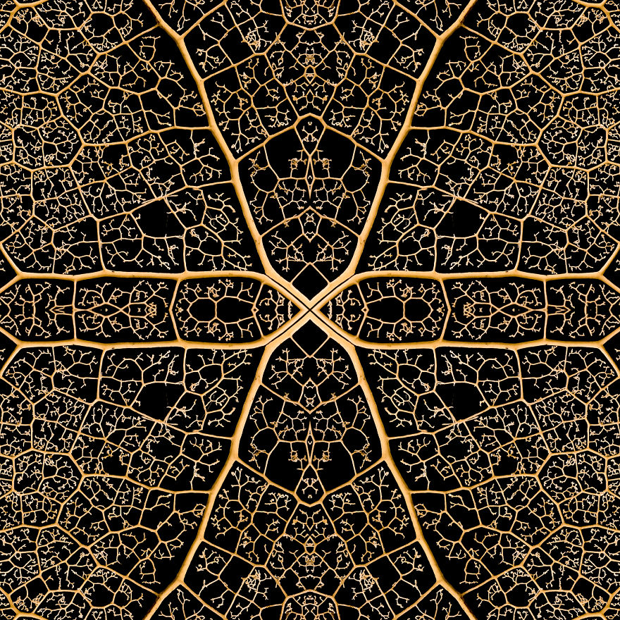 I Create Compositions Illustrating The Abstract Beauty Of Nature