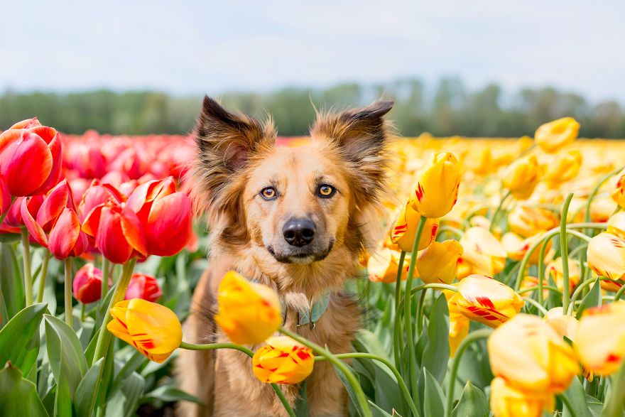 We Found Out My Traumatized Rescue Dog Feels Happy Among Flowers, So We Bring Her To All The Fields We Can Find (22 Pics) We Found Out My Traumatized Rescue Dog Feels Happy Among Flowers, So We Bring Her To All The Fields We Can Find (22 Pics)