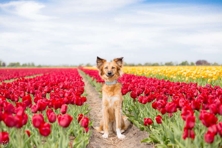 We Found Out My Traumatized Rescue Dog Feels Happy Among Flowers, So We Bring Her To All The Fields We Can Find (22 Pics) We Found Out My Traumatized Rescue Dog Feels Happy Among Flowers, So We Bring Her To All The Fields We Can Find (22 Pics)