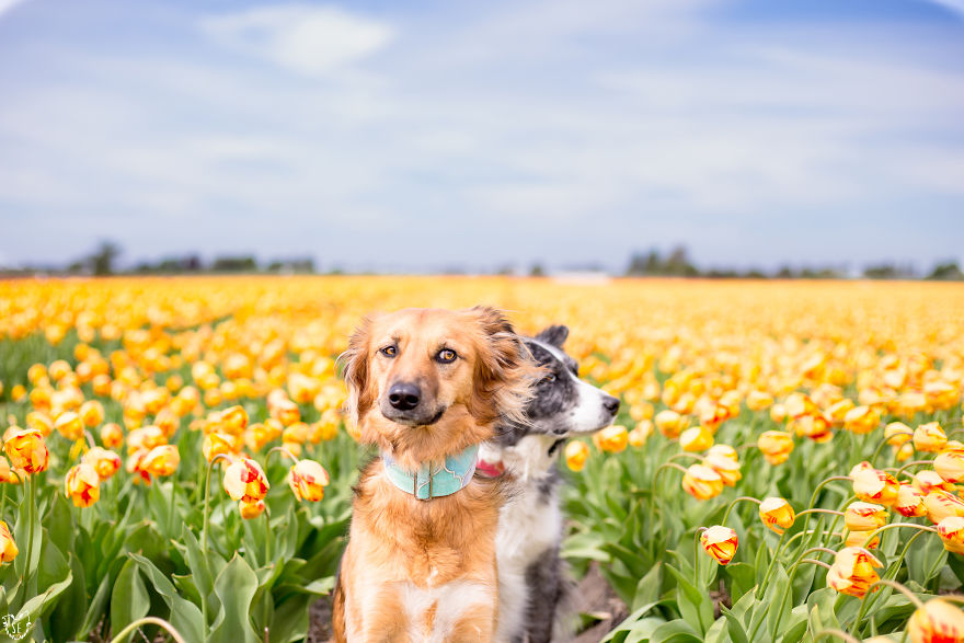 We Found Out My Traumatized Rescue Dog Feels Happy Among Flowers, So We Bring Her To All The Fields We Can Find (22 Pics)
