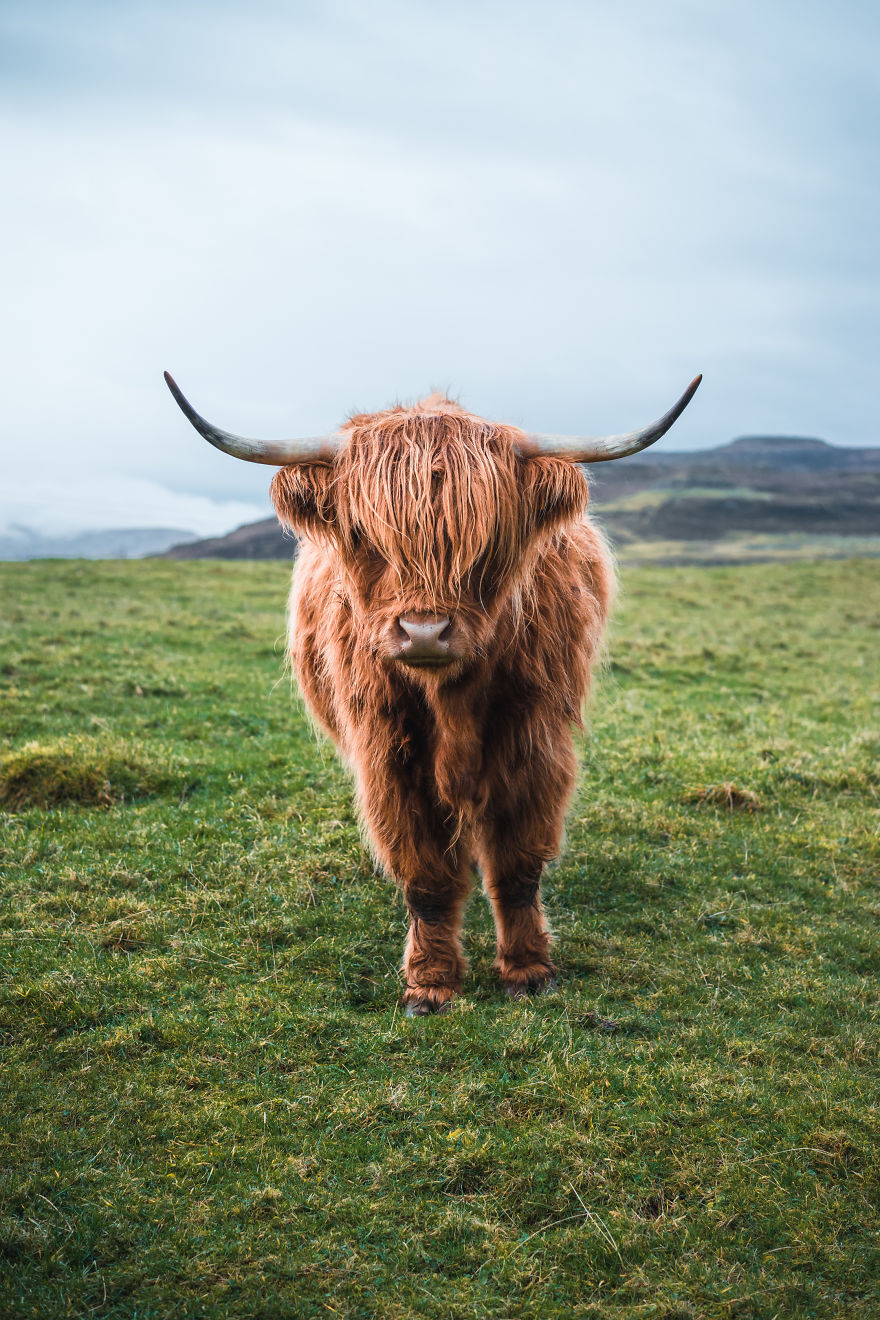 The Highland Coo