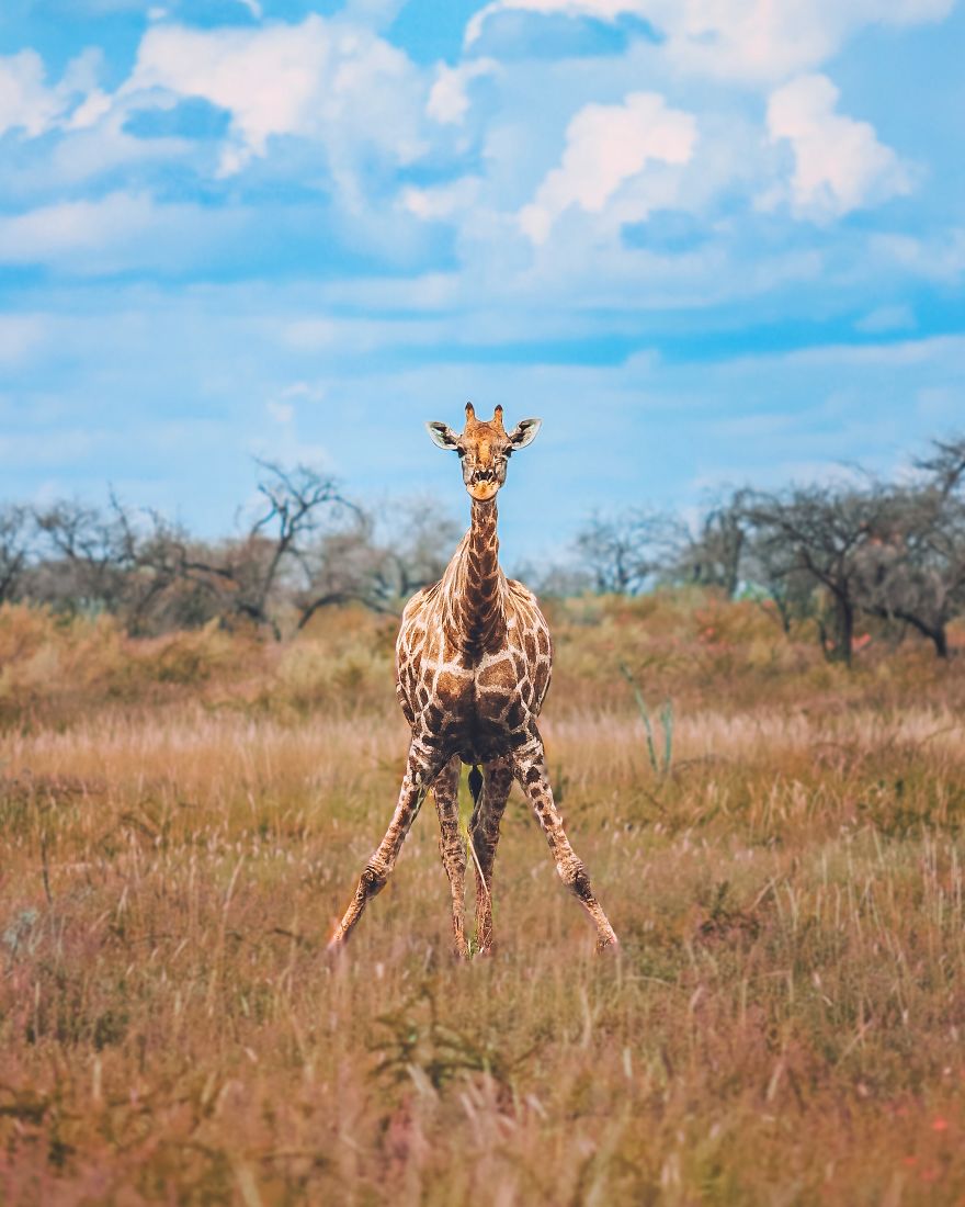 The Most Gentle Giant Of The Savanna