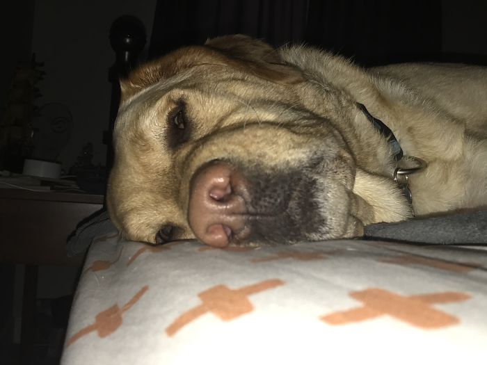 The Story Of My Service Doge, Chopper