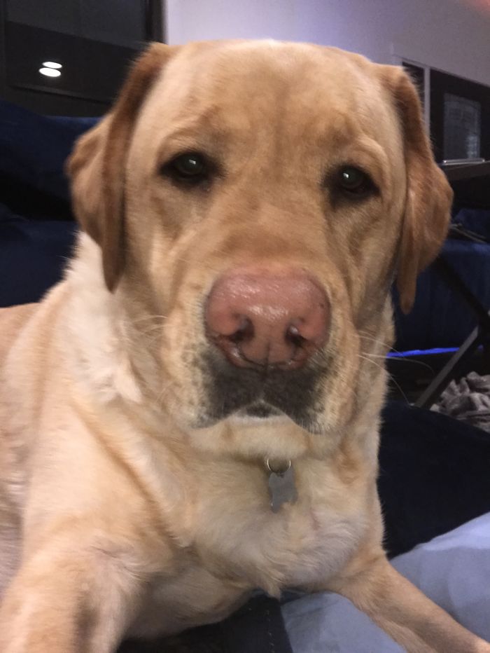 The Story Of My Service Doge, Chopper