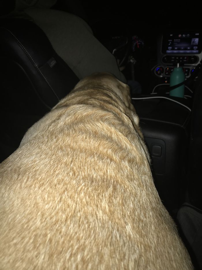 The Story Of My Service Doge, Chopper