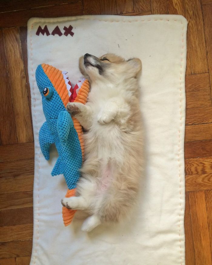 Guy Carries His Corgi In His Backpack, Brightens Everyone's Day As They Commute (31 Pics)