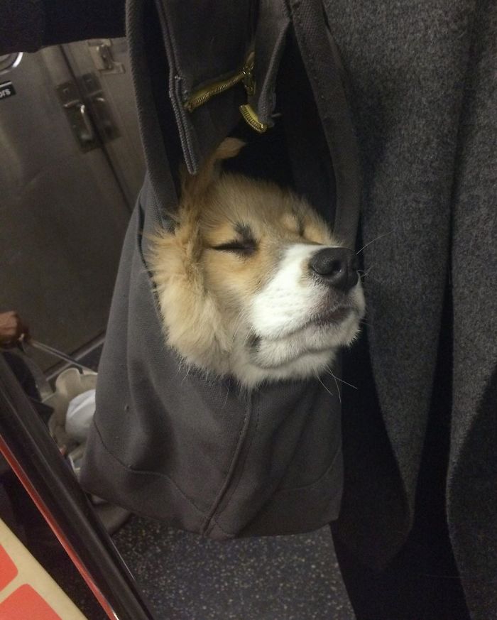 Guy Carries His Corgi In His Backpack, Brightens Everyone's Day As They Commute (31 Pics)