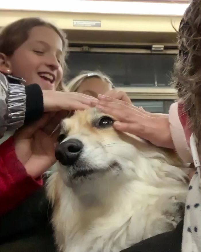 Guy Carries His Corgi In His Backpack, Brightens Everyone's Day As They Commute (31 Pics) Guy Carries His Corgi In His Backpack, Brightens Everyone's Day As They Commute (31 Pics)