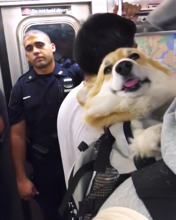 Guy Carries His Corgi In His Backpack, Brightens Everyone's Day As They Commute (31 Pics)