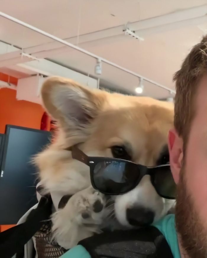 Guy Carries His Corgi In His Backpack, Brightens Everyone's Day As They Commute (31 Pics)
