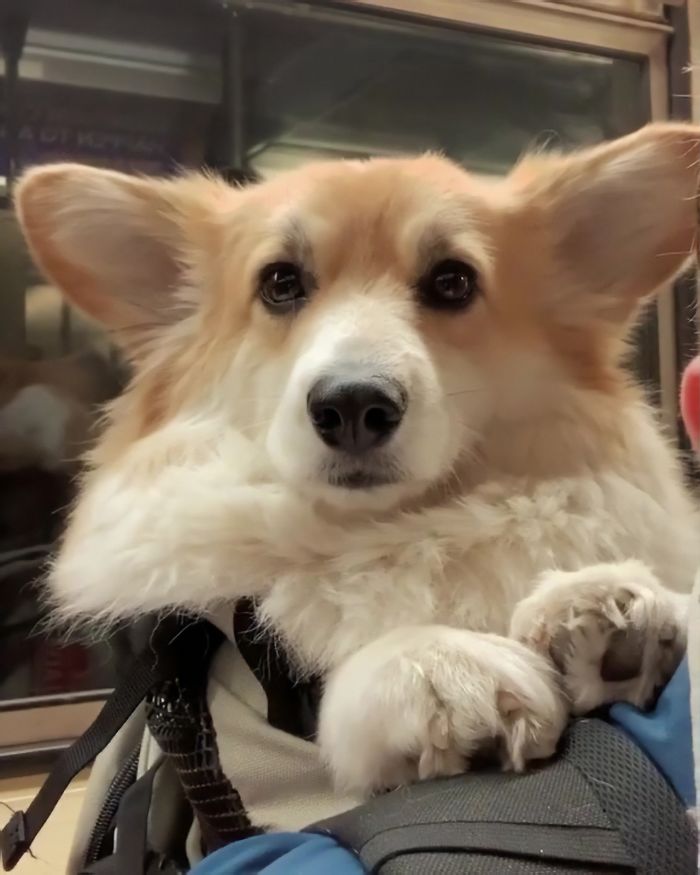 Guy Carries His Corgi In His Backpack, Brightens Everyone's Day As They Commute (31 Pics)