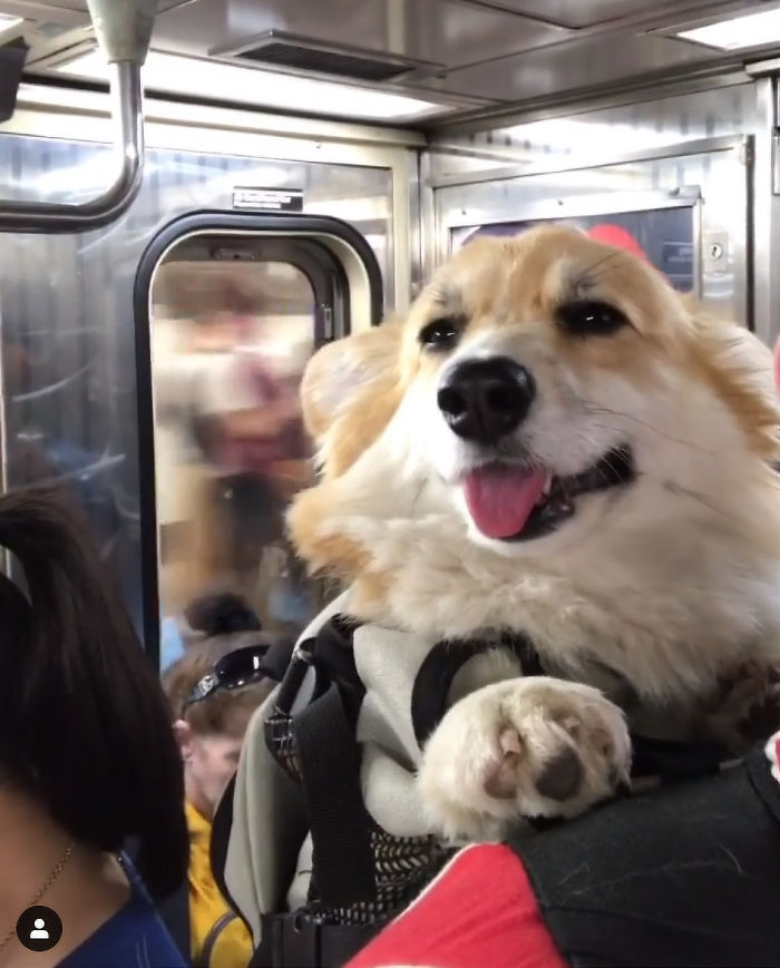 Guy Carries His Corgi In His Backpack, Brightens Everyone's Day As They Commute (31 Pics) Guy Carries His Corgi In His Backpack, Brightens Everyone's Day As They Commute (31 Pics)