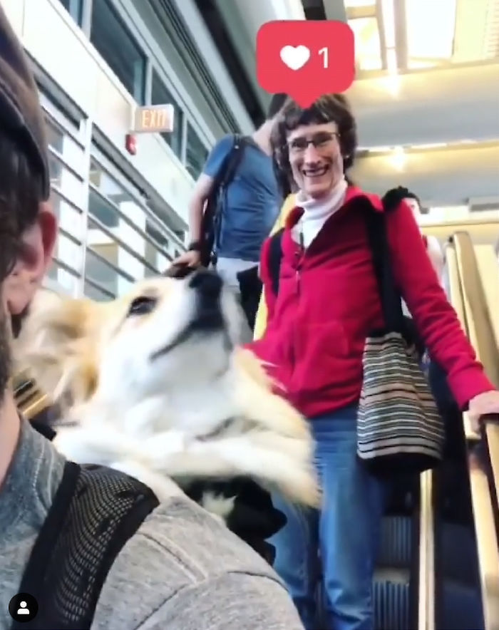 Guy Carries His Corgi In His Backpack, Brightens Everyone's Day As They Commute (31 Pics)