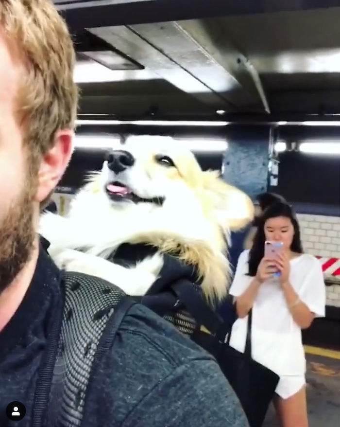 Guy Carries His Corgi In His Backpack, Brightens Everyone's Day As They Commute (31 Pics) Guy Carries His Corgi In His Backpack, Brightens Everyone's Day As They Commute (31 Pics)
