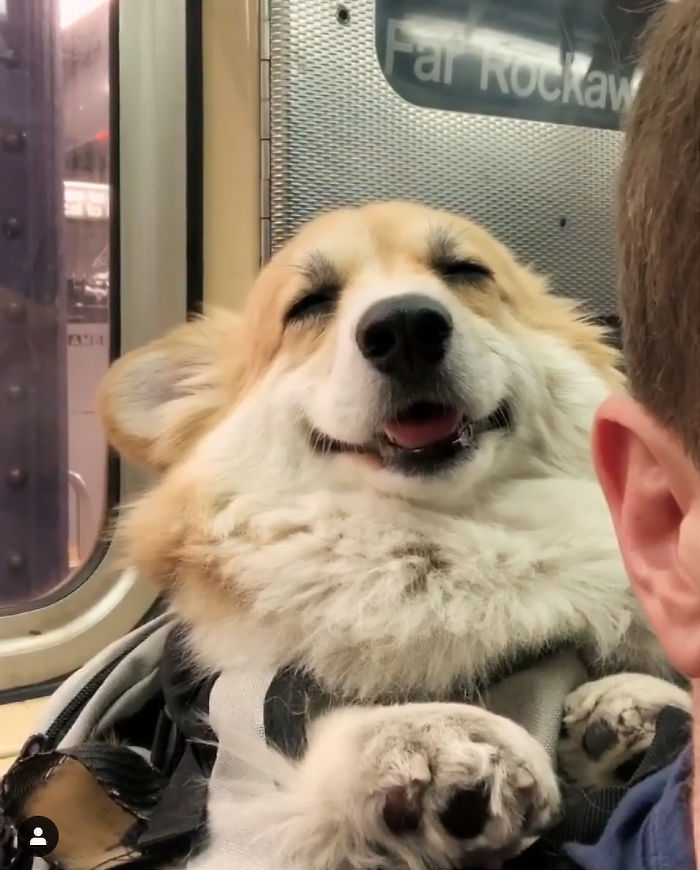 Guy Carries His Corgi In His Backpack, Brightens Everyone's Day As They Commute (31 Pics) Guy Carries His Corgi In His Backpack, Brightens Everyone's Day As They Commute (31 Pics)