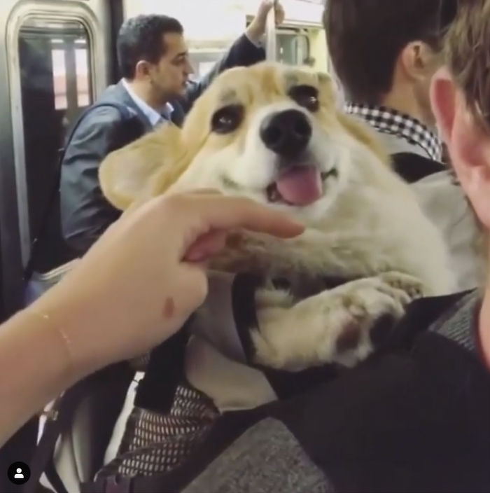 Guy Carries His Corgi In His Backpack, Brightens Everyone's Day As They Commute (31 Pics) Guy Carries His Corgi In His Backpack, Brightens Everyone's Day As They Commute (31 Pics)