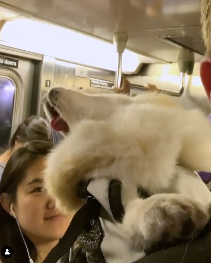 Guy Carries His Corgi In His Backpack, Brightens Everyone's Day As They Commute (31 Pics) Guy Carries His Corgi In His Backpack, Brightens Everyone's Day As They Commute (31 Pics)