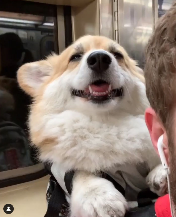Guy Carries His Corgi In His Backpack, Brightens Everyone's Day As They Commute (31 Pics)