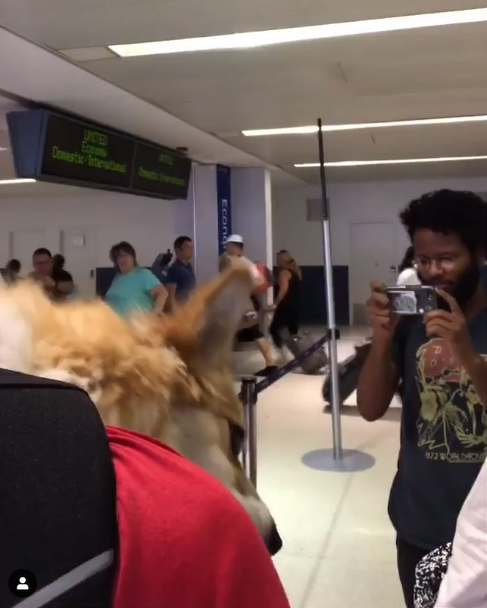 Guy Carries His Corgi In His Backpack, Brightens Everyone's Day As They Commute (31 Pics) Guy Carries His Corgi In His Backpack, Brightens Everyone's Day As They Commute (31 Pics)