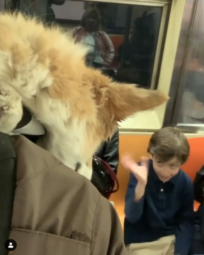Guy Carries His Corgi In His Backpack, Brightens Everyone's Day As They Commute (31 Pics) Guy Carries His Corgi In His Backpack, Brightens Everyone's Day As They Commute (31 Pics)