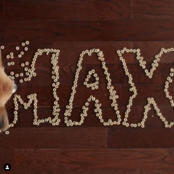 Guy Carries His Corgi In His Backpack, Brightens Everyone's Day As They Commute (31 Pics) Guy Carries His Corgi In His Backpack, Brightens Everyone's Day As They Commute (31 Pics)