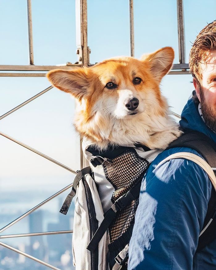 Guy Carries His Corgi In His Backpack, Brightens Everyone's Day As They Commute (31 Pics) Guy Carries His Corgi In His Backpack, Brightens Everyone's Day As They Commute (31 Pics)