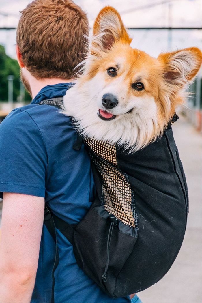 Guy Carries His Corgi In His Backpack, Brightens Everyone's Day As They Commute (31 Pics) Guy Carries His Corgi In His Backpack, Brightens Everyone's Day As They Commute (31 Pics)