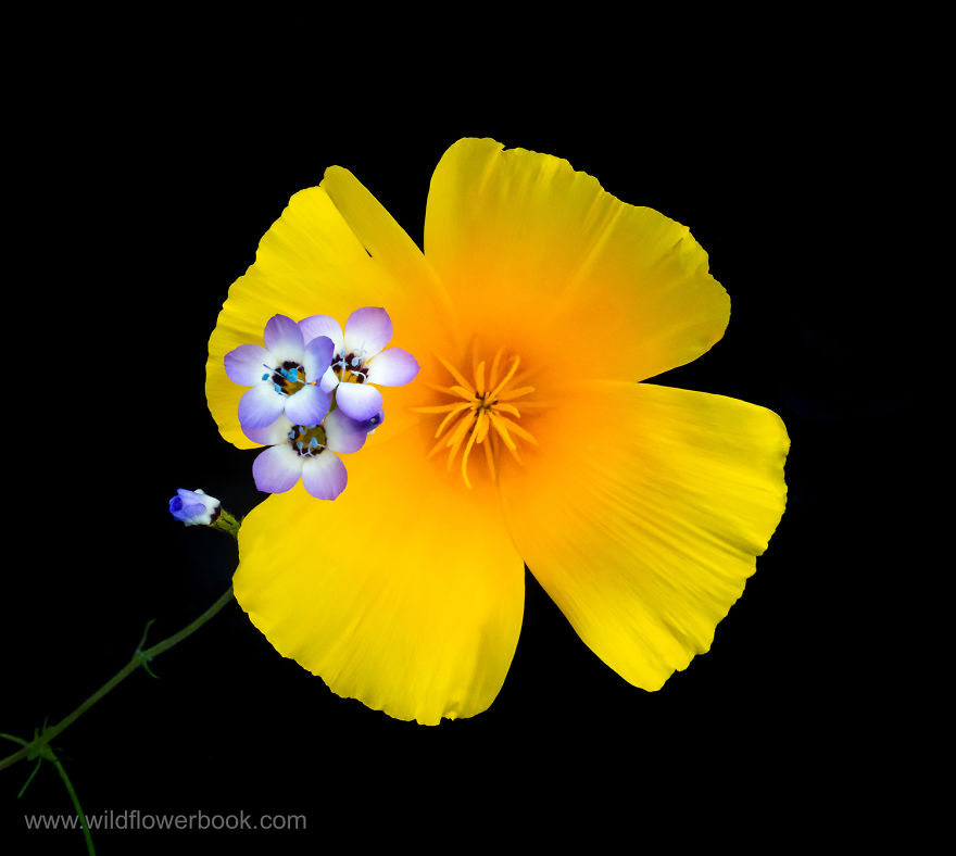 Here Are Our 28 Favorite Pics From Our Book About Wildflower Fields In California And Elsewhere