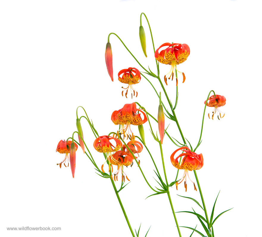 Here Are Our 28 Favorite Pics From Our Book About Wildflower Fields In California And Elsewhere