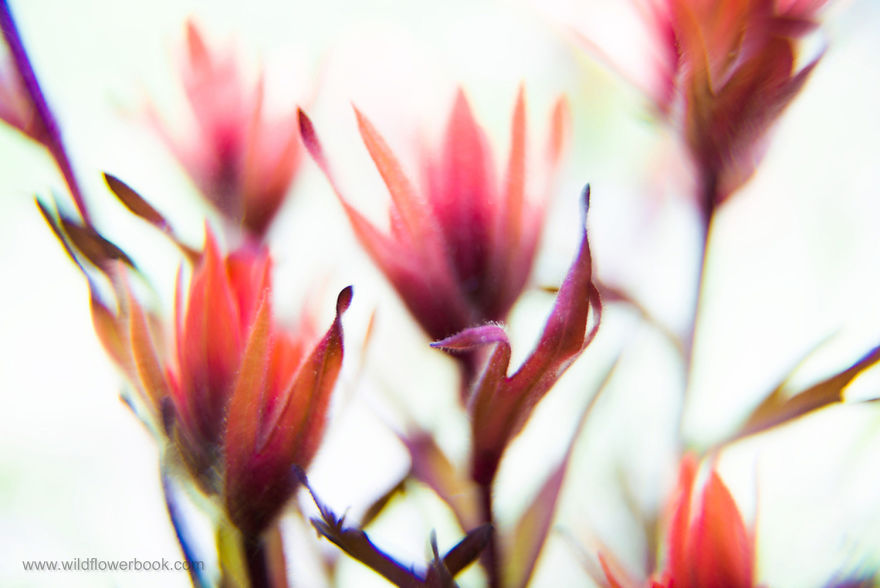 Here Are Our 28 Favorite Pics From Our Book About Wildflower Fields In California And Elsewhere