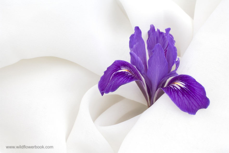 Here Are Our 28 Favorite Pics From Our Book About Wildflower Fields In California And Elsewhere