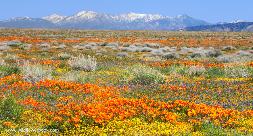 Here Are Our 28 Favorite Pics From Our Book About Wildflower Fields In California And Elsewhere