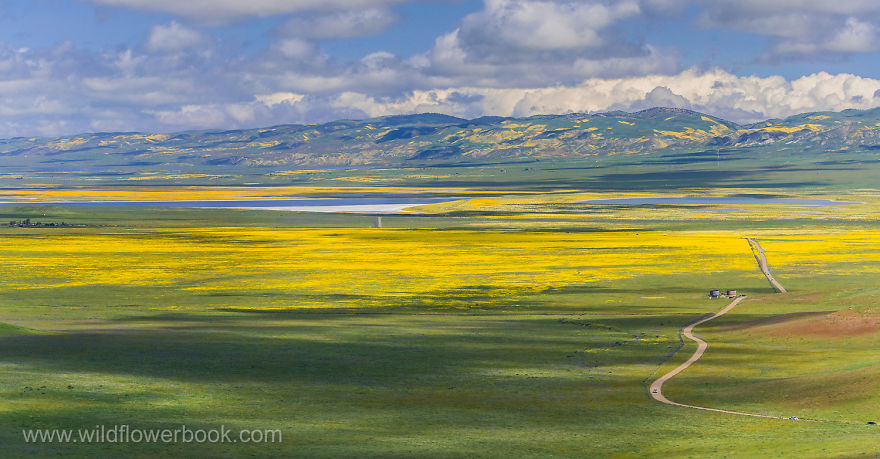 Here Are Our 28 Favorite Pics From Our Book About Wildflower Fields In California And Elsewhere