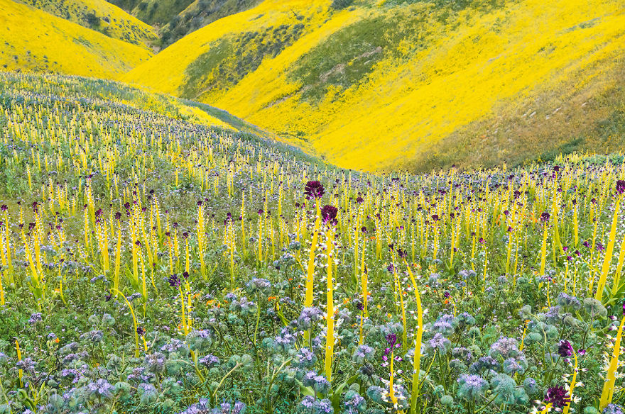 Here Are Our 28 Favorite Pics From Our Book About Wildflower Fields In California And Elsewhere