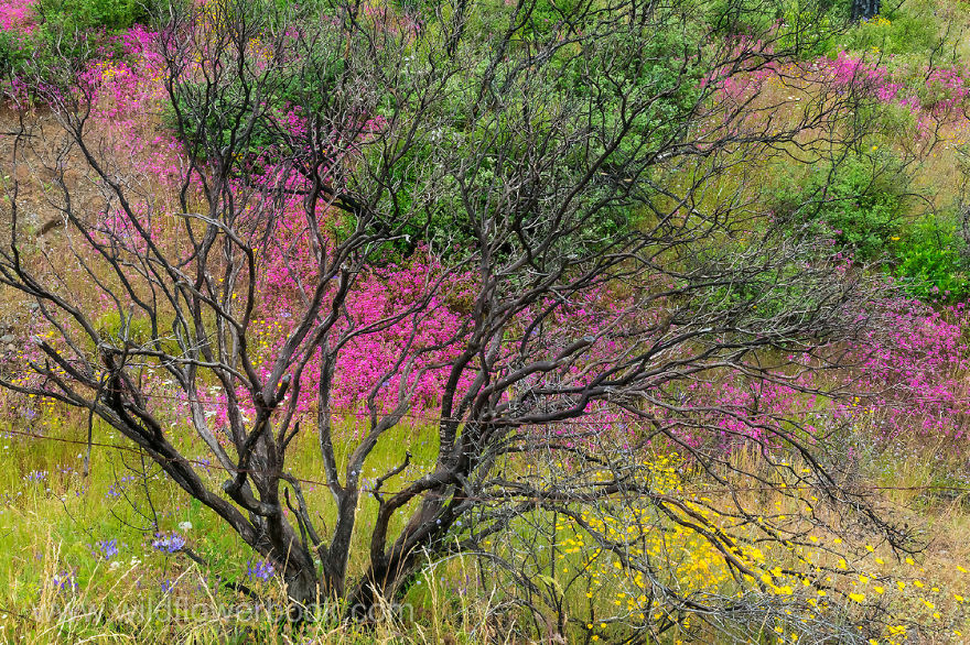 Here Are Our 28 Favorite Pics From Our Book About Wildflower Fields In California And Elsewhere