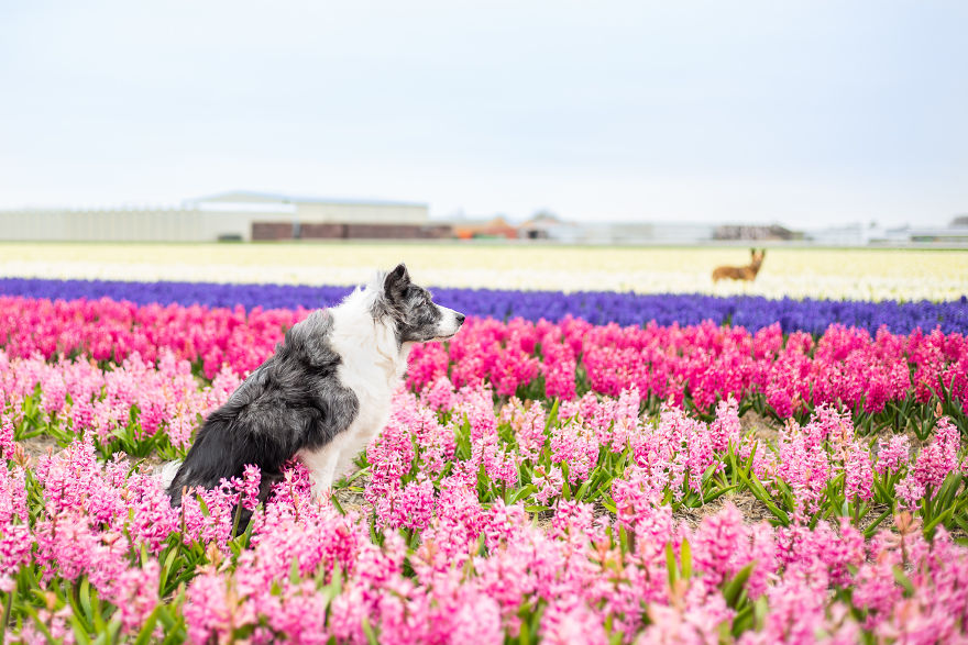 We Found Out My Traumatized Rescue Dog Feels Happy Among Flowers, So We Bring Her To All The Fields We Can Find (22 Pics) We Found Out My Traumatized Rescue Dog Feels Happy Among Flowers, So We Bring Her To All The Fields We Can Find (22 Pics)