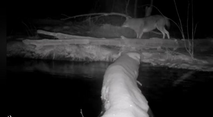 Man Films How Many Wild Animals Are Using This Log Bridge, Is Surprised It's That Many Different Kinds Man Films How Many Wild Animals Are Using This Log Bridge, Is Surprised It's That Many Different Kinds