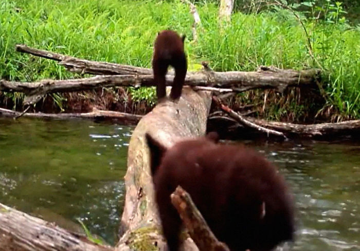Man Films How Many Wild Animals Are Using This Log Bridge, Is Surprised It's That Many Different Kinds Man Films How Many Wild Animals Are Using This Log Bridge, Is Surprised It's That Many Different Kinds