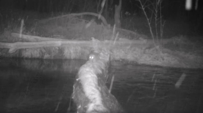 Man Films How Many Wild Animals Are Using This Log Bridge, Is Surprised It's That Many Different Kinds Man Films How Many Wild Animals Are Using This Log Bridge, Is Surprised It's That Many Different Kinds