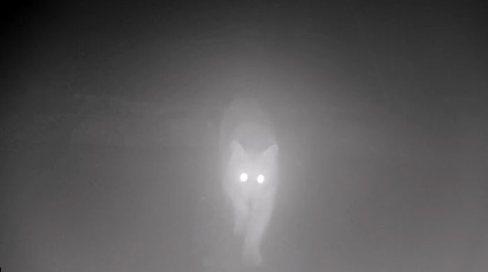 Man Films How Many Wild Animals Are Using This Log Bridge, Is Surprised It's That Many Different Kinds Man Films How Many Wild Animals Are Using This Log Bridge, Is Surprised It's That Many Different Kinds