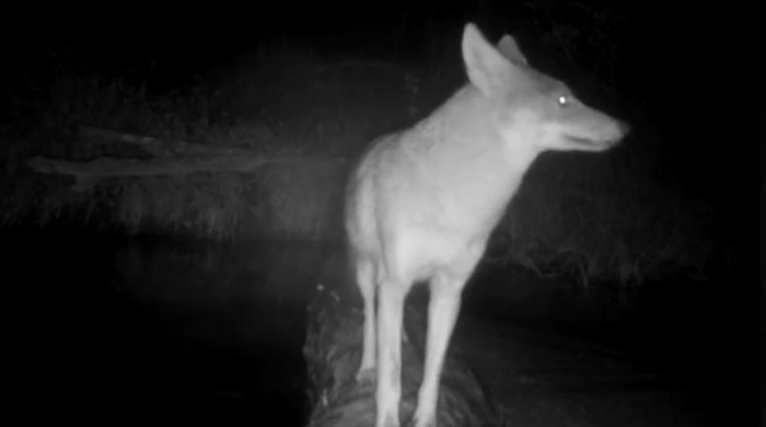 Man Films How Many Wild Animals Are Using This Log Bridge, Is Surprised It's That Many Different Kinds Man Films How Many Wild Animals Are Using This Log Bridge, Is Surprised It's That Many Different Kinds