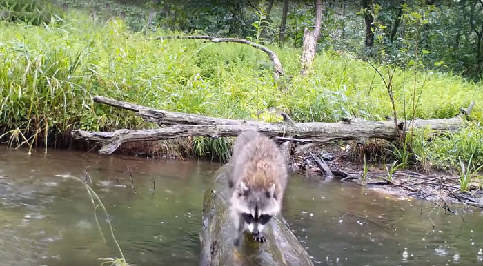 Man Films How Many Wild Animals Are Using This Log Bridge, Is Surprised It's That Many Different Kinds Man Films How Many Wild Animals Are Using This Log Bridge, Is Surprised It's That Many Different Kinds