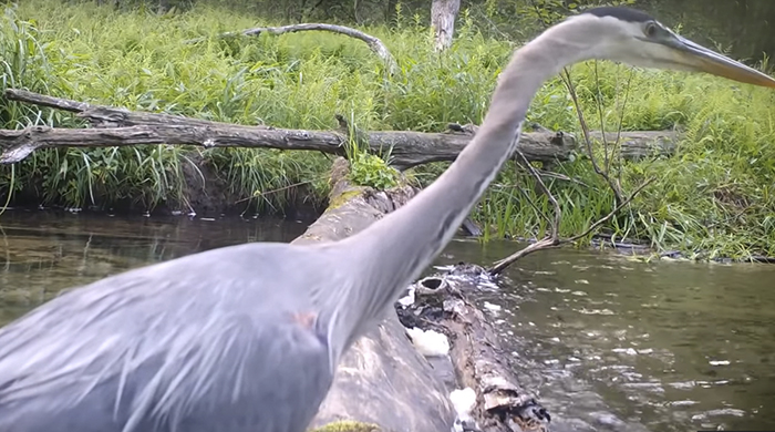 Man Films How Many Wild Animals Are Using This Log Bridge, Is Surprised It's That Many Different Kinds Man Films How Many Wild Animals Are Using This Log Bridge, Is Surprised It's That Many Different Kinds