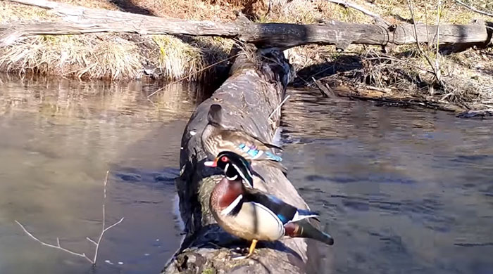 Man Films How Many Wild Animals Are Using This Log Bridge, Is Surprised It's That Many Different Kinds Man Films How Many Wild Animals Are Using This Log Bridge, Is Surprised It's That Many Different Kinds