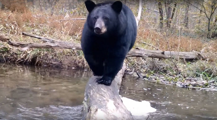 Man Films How Many Wild Animals Are Using This Log Bridge, Is Surprised It's That Many Different Kinds Man Films How Many Wild Animals Are Using This Log Bridge, Is Surprised It's That Many Different Kinds