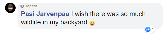 Man Films How Many Wild Animals Are Using This Log Bridge, Is Surprised It's That Many Different Kinds Man Films How Many Wild Animals Are Using This Log Bridge, Is Surprised It's That Many Different Kinds