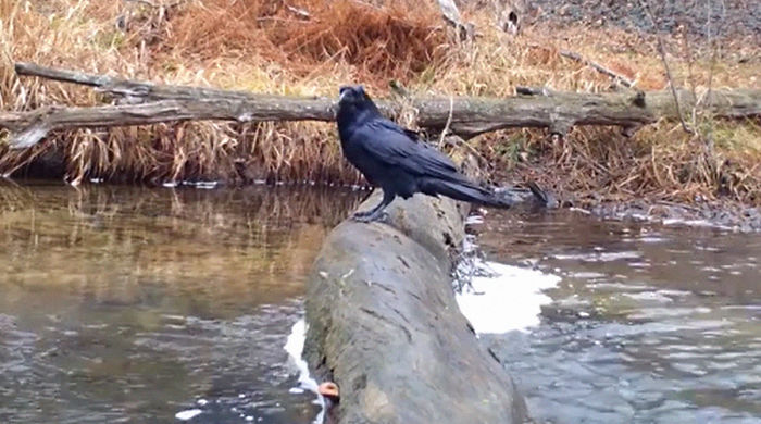 Man Films How Many Wild Animals Are Using This Log Bridge, Is Surprised It's That Many Different Kinds Man Films How Many Wild Animals Are Using This Log Bridge, Is Surprised It's That Many Different Kinds