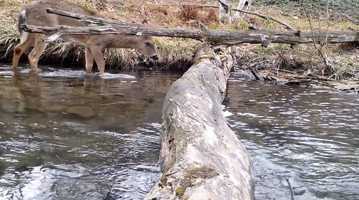 Man Films How Many Wild Animals Are Using This Log Bridge, Is Surprised It's That Many Different Kinds Man Films How Many Wild Animals Are Using This Log Bridge, Is Surprised It's That Many Different Kinds