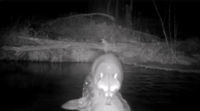 Man Films How Many Wild Animals Are Using This Log Bridge, Is Surprised It's That Many Different Kinds Man Films How Many Wild Animals Are Using This Log Bridge, Is Surprised It's That Many Different Kinds