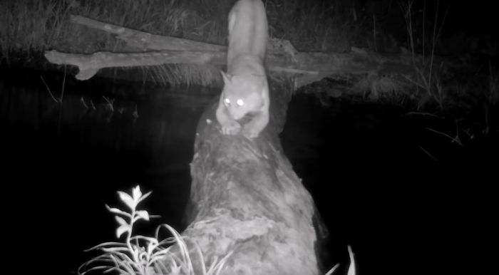 Man Films How Many Wild Animals Are Using This Log Bridge, Is Surprised It's That Many Different Kinds Man Films How Many Wild Animals Are Using This Log Bridge, Is Surprised It's That Many Different Kinds